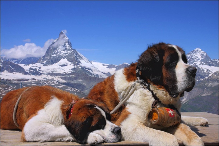 Dogs_in_Mountains.jpg